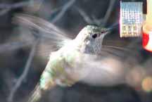 Humming bird, Desert museum
